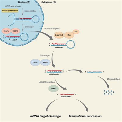 The Role of microRNAs in the Infection by T. gondii in Humans